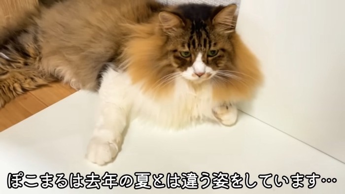 横になる猫