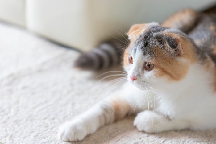 スコティッシュフォールド