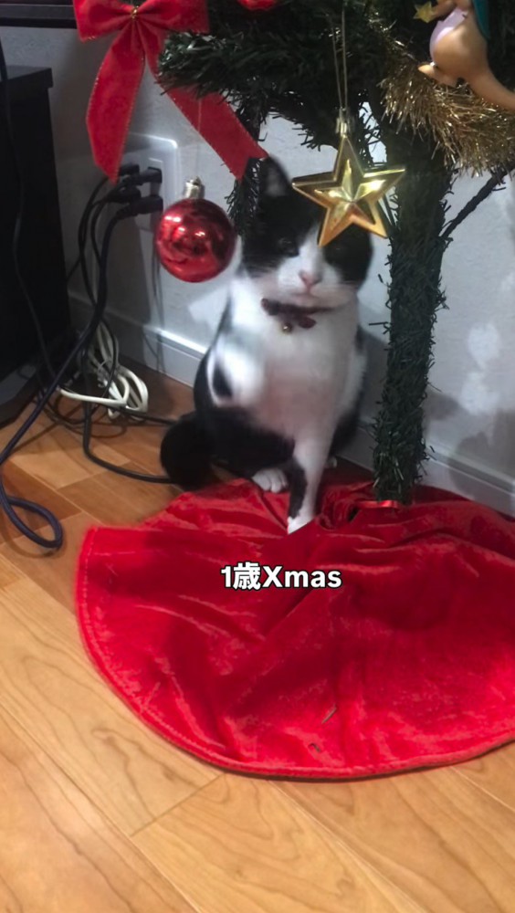 クリスマスツリーのオーナメントを見つめる猫