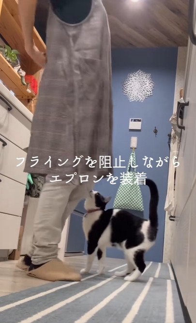 飼い主を見上げる猫