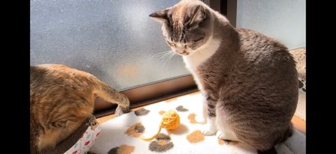 起き上がった猫