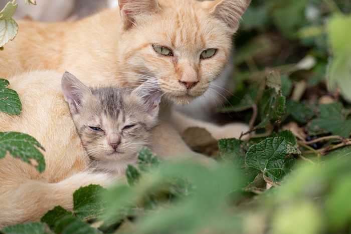 草むらで休む猫の親子