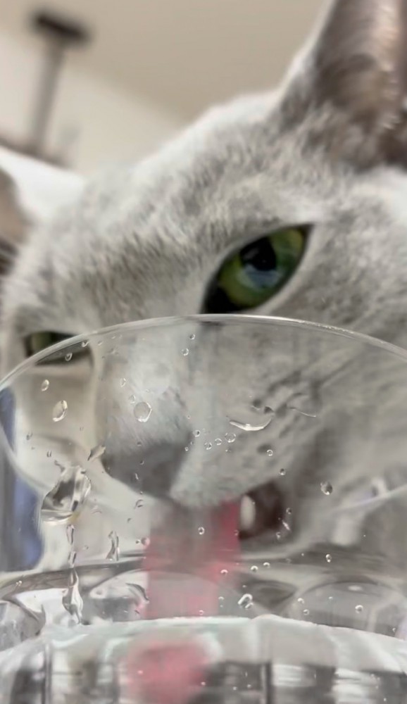 猫が水を飲んでいる写真2