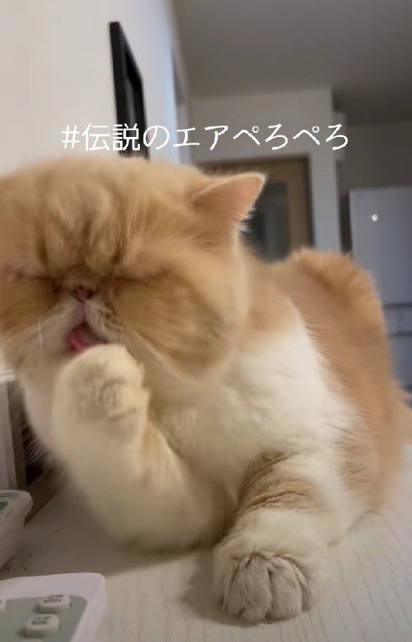 エアぺろぺろをするCoCoちゃん