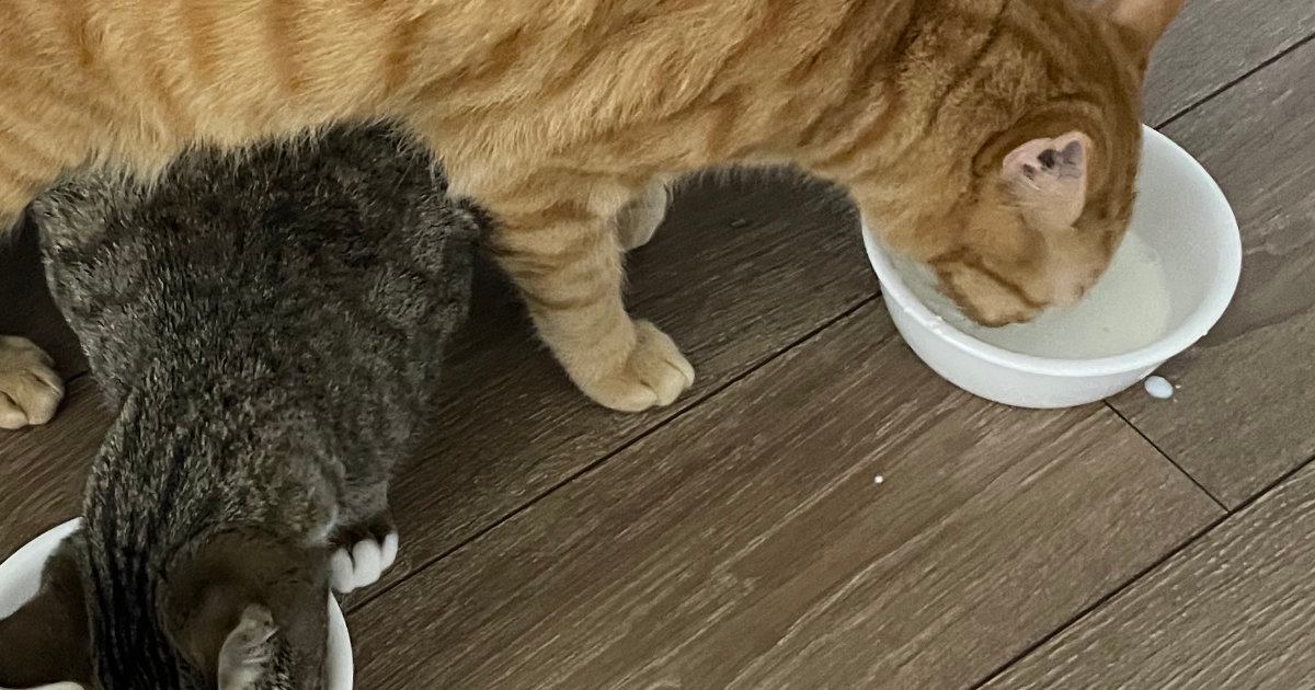 ごはんを食べている猫たち