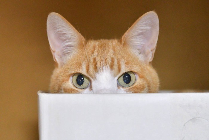 箱から見つめる猫