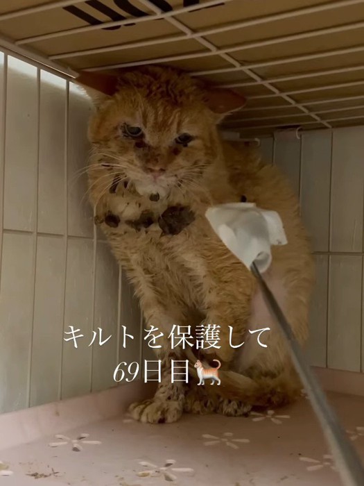 棒を見る猫