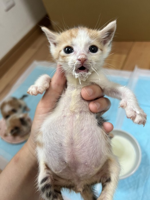 立てて抱っこされている子猫(正面向き)