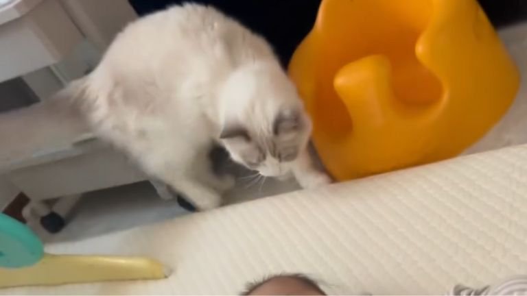 室内にいる猫と赤ちゃん