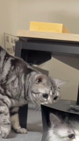 紙袋に近づく猫