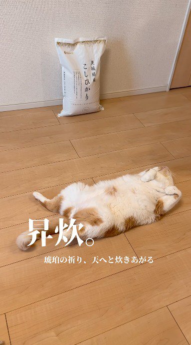 米袋の前でお腹を出して寝転がる猫