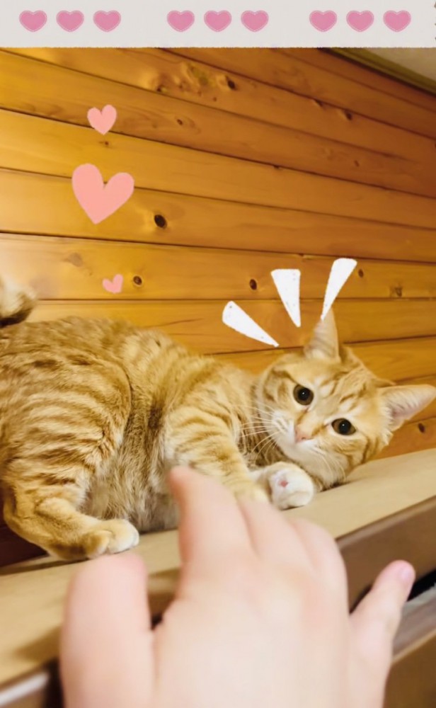 飼い主さんの手にじゃれる茶トラ猫