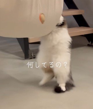 自分のしっぽを踏む猫