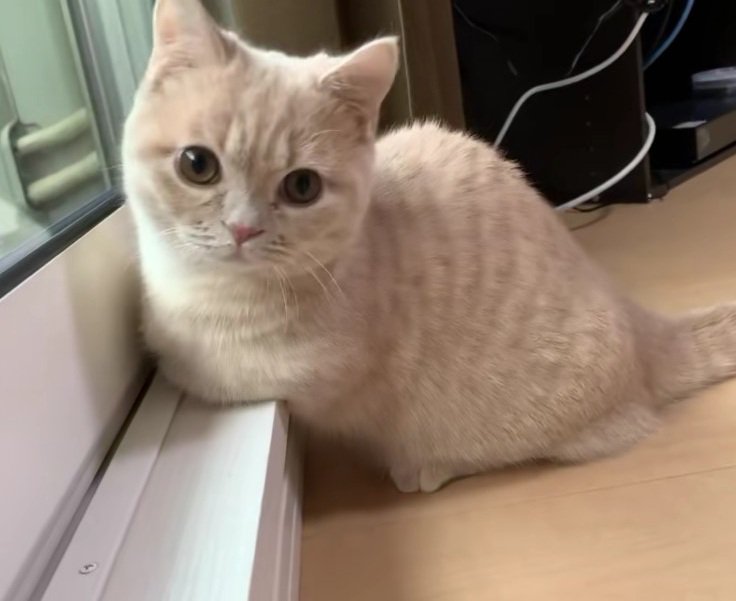 外を見ているむぎちゃん