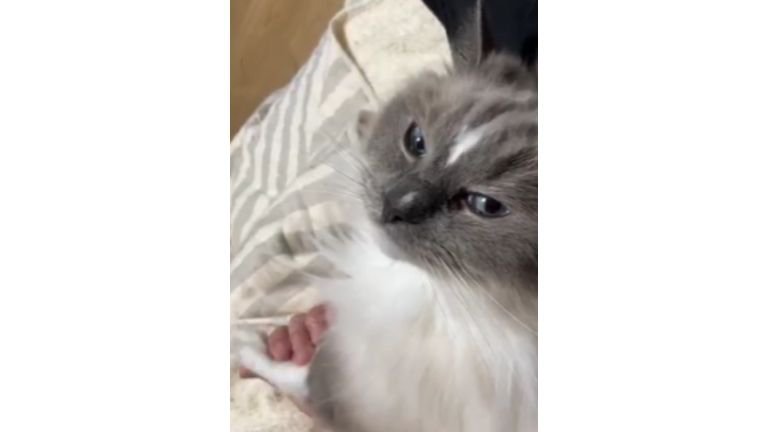 手を握られている猫