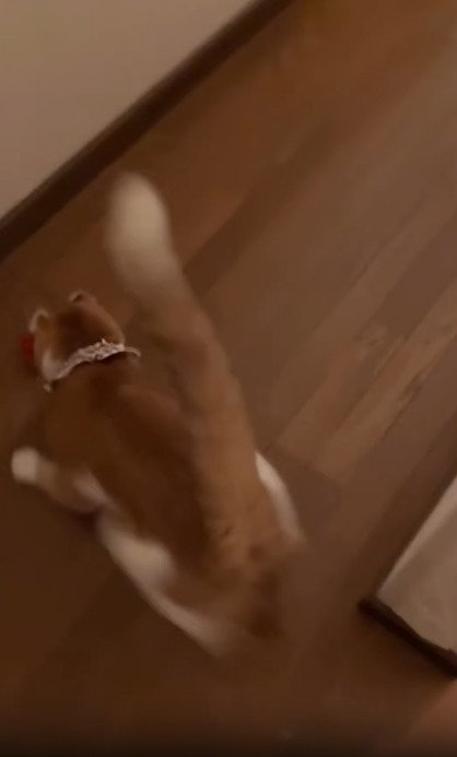 オモチャで遊ぶ猫