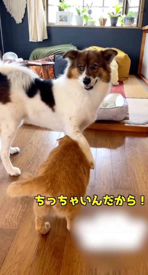 猫の背中に前足を乗せて、遠くを見つめる中型犬
