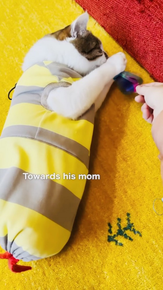 おもちゃを掴むキジ白猫とママ