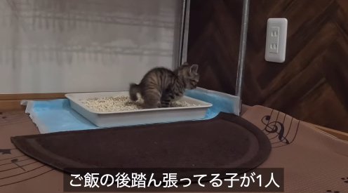 トイレで気張る子猫「ご飯の後踏ん張ってる子が1人」