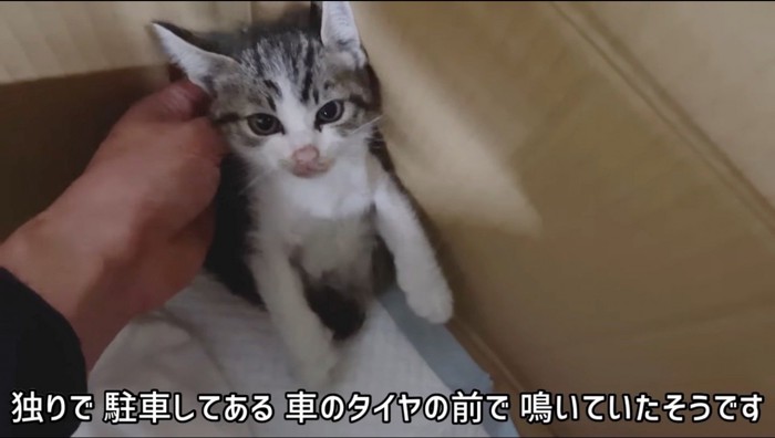 ダンボールの中から男性を見上げる子猫