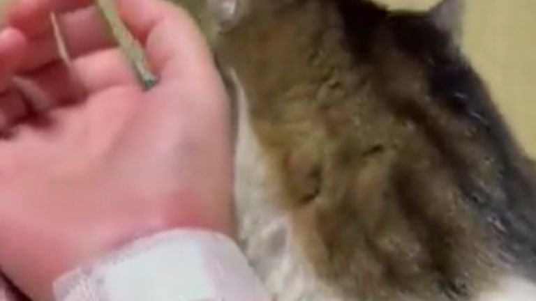 ケガしている腕と猫