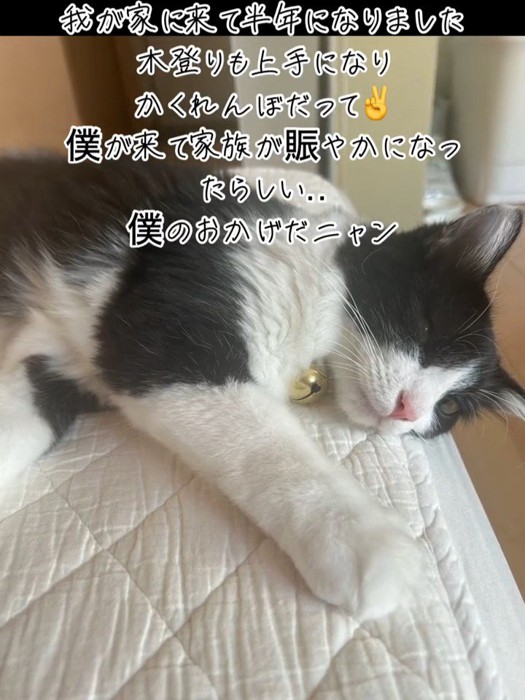 横になる猫