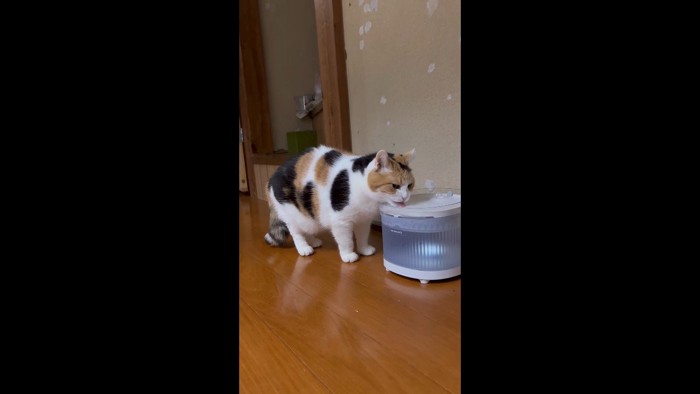 水を飲むミケちゃん