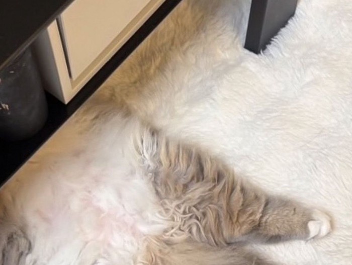 家具の下から見える猫の足