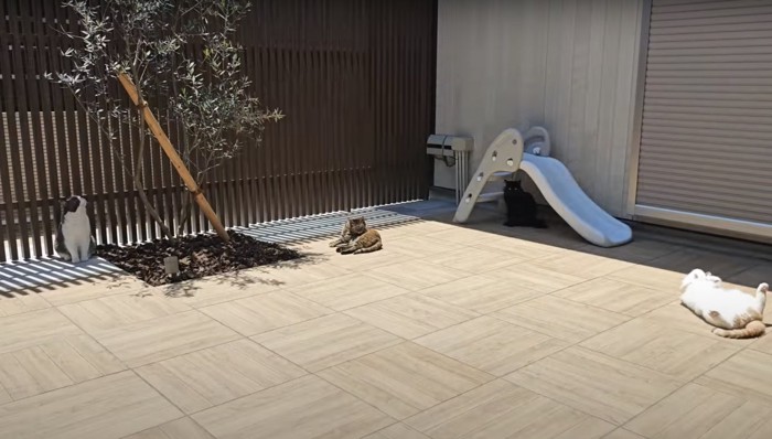 テラスにいる猫3匹