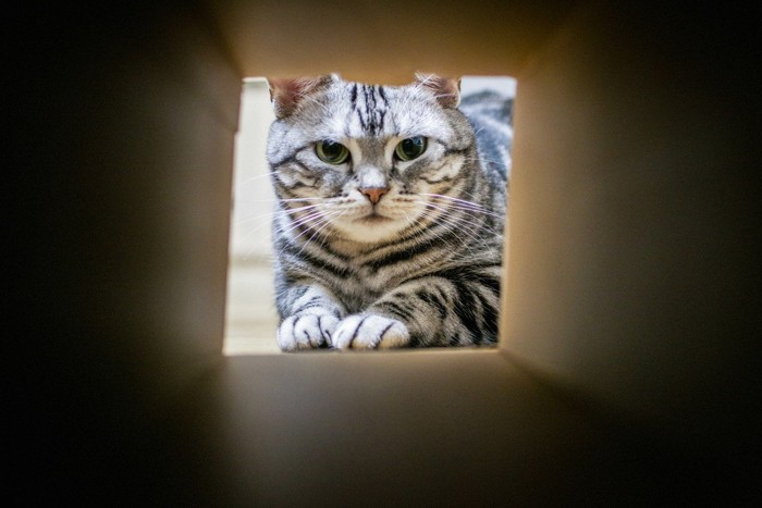 穴を覗き見る猫