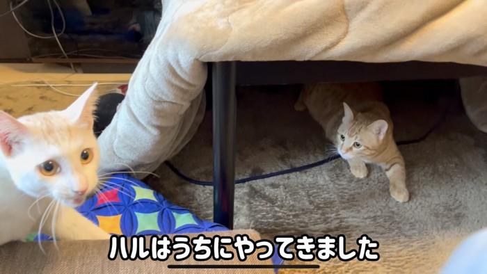 「ハルはうちにやってきました」のテロップ写真