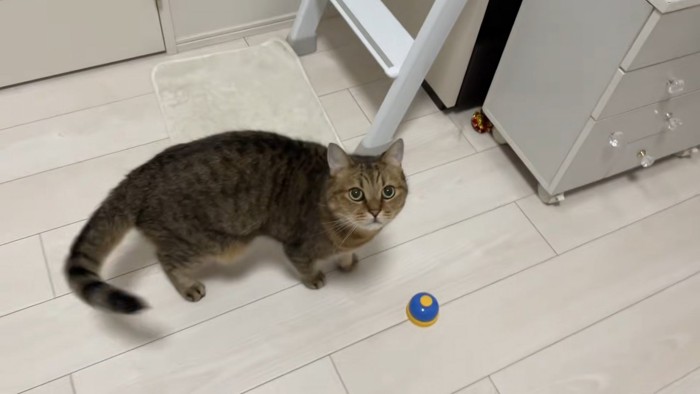 ベルの近くで見上げる猫