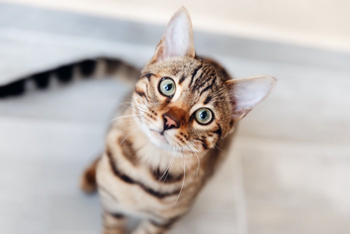 じっと見つめる猫