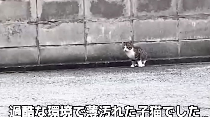 汚れた子猫