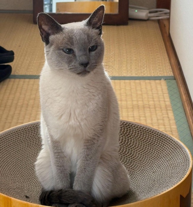 おすわりする猫