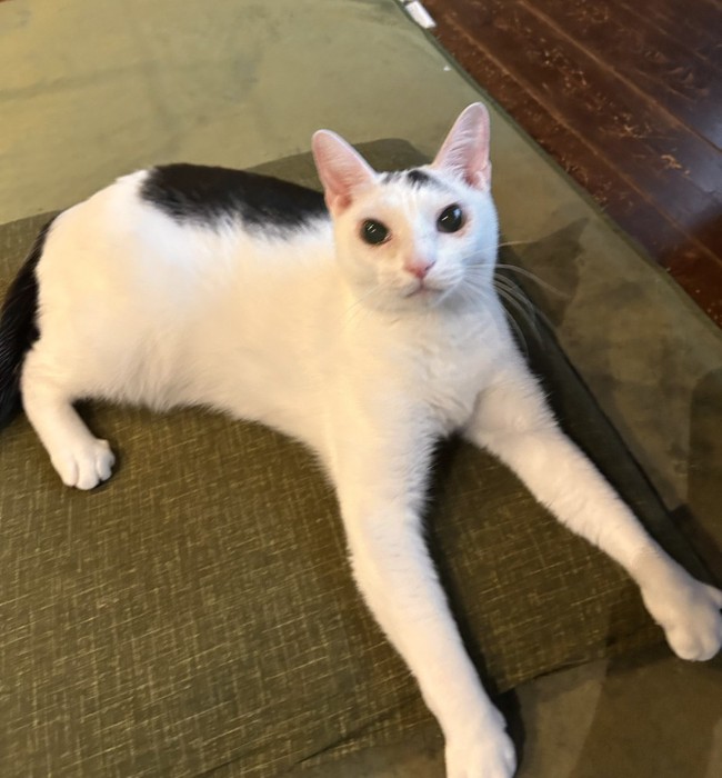 前足を長く伸ばして寝そべる白ハチワレ猫