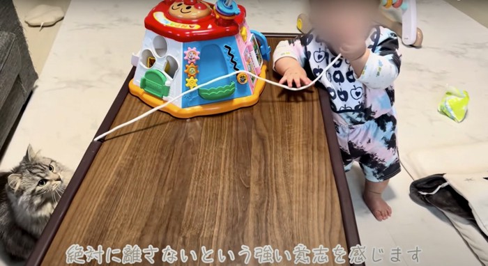 紐を引っ張る赤ちゃんとそれを見る猫