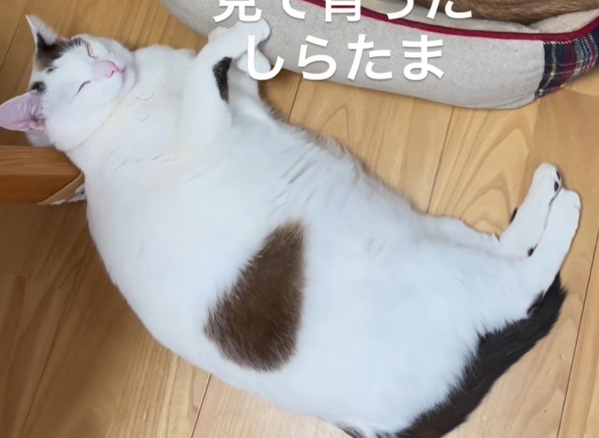 犬とそっくりな体勢で眠る猫