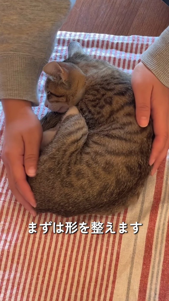 飼い主に手で揉まれる猫