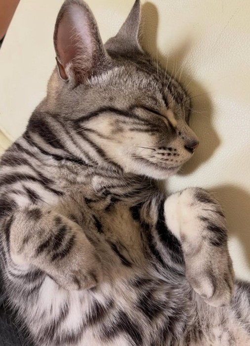 寝ている猫