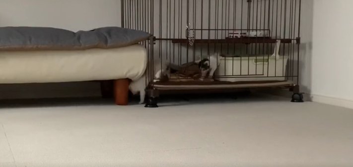 ケージの隙間から外に出ている白っぽい子猫