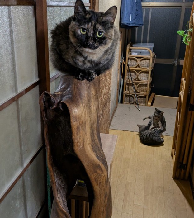 サビ猫と向こうの方にトラ猫2匹