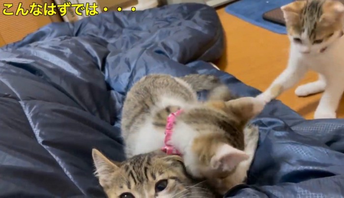 寝ている飼い主にぶつかってじゃれる3匹の子猫