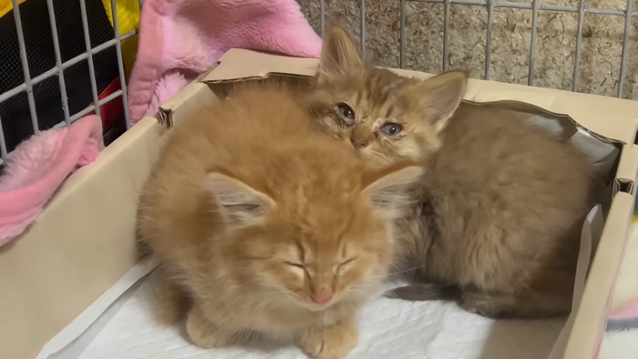 くっついて眠る子猫