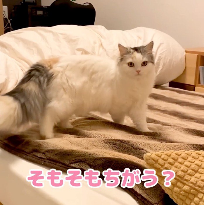 ベッドの上からカメラを見つめる三毛猫