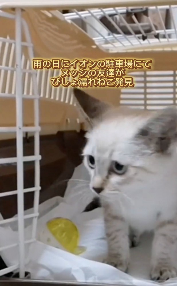保護された子猫