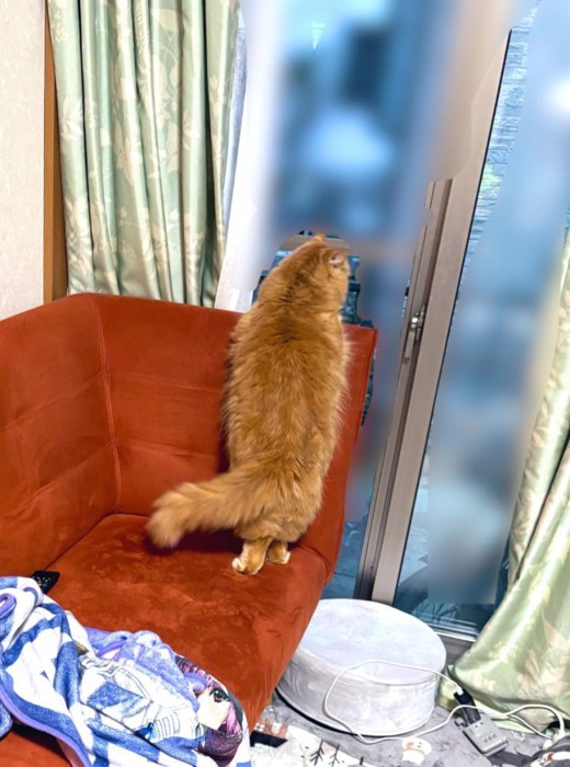 窓の外を眺める猫