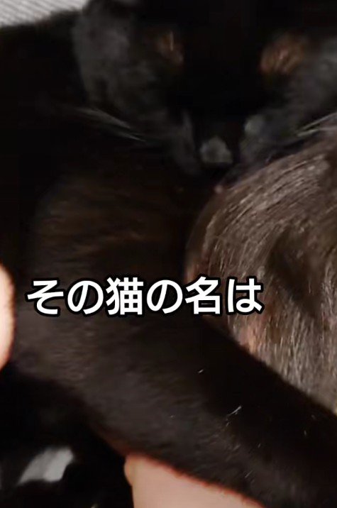 弟くんをグルーミングするジジくん