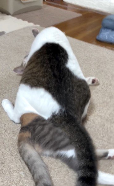 猫の上に馬乗りになっている猫