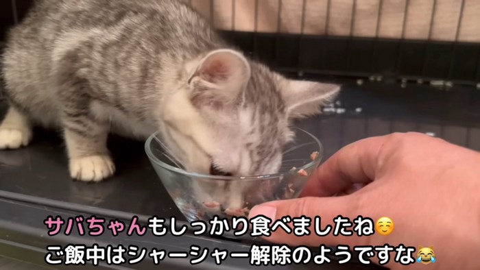 お皿を押さえてもう子猫